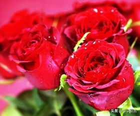 29朵玫瑰花爱情寓意 29朵玫瑰花，爱情的独特诠释--第1张