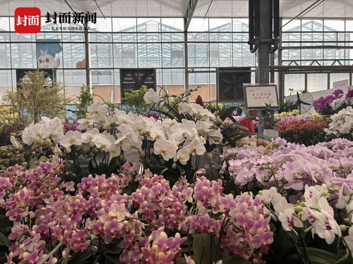 北京鲜花交易中心 北京鲜花交易中心，鲜花交易的枢纽，美丽生活的源泉--第1张
