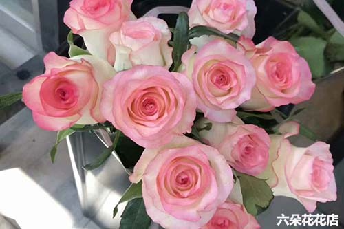 九朵玫瑰花的寓意 九朵玫瑰花的寓意--第1张