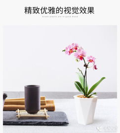 最简单蝴蝶兰家庭养法 最简单蝴蝶兰家庭养法--第1张