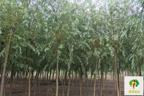 金丝垂柳树价格 金丝垂柳树价格--第1张
