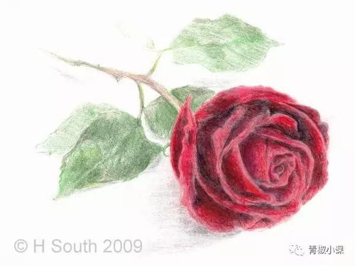 一笔一画教我画玫瑰花 一笔一画教我画玫瑰花--第1张