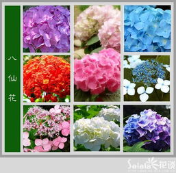 1000种花名大全图片 1000种花名大全图片--第1张