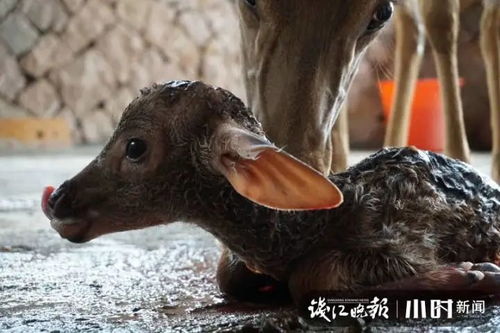  离婚妈妈竟是霸总白月光？卢c鹿鹿在线免费观看全集！，离婚妈妈竟是霸总白月光？卢鹿鹿免费观看全集！的剧情简介--第1张