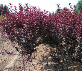  紫叶矮樱果实的药用价值，紫叶矮樱果实，潜在的药用资源--第1张