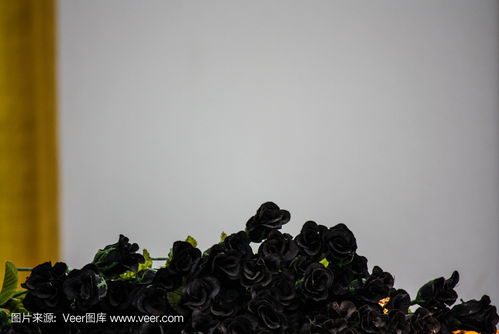 黑色玫瑰是几区 黑色玫瑰，神秘之花，几区之谜--第1张