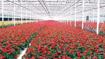  苗木花卉市场价格表--第1张
