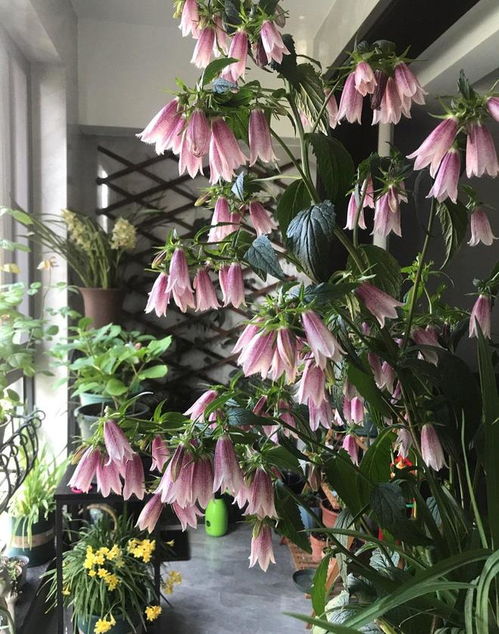  紫斑风铃花的图片，美丽与神秘并存的精灵，紫斑风铃花的神秘精灵之美--第1张