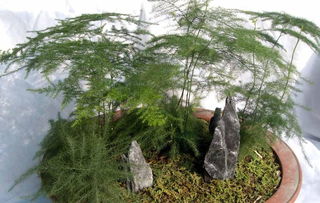  文竹多久浇一次水，文竹多久浇一次水，根据季节定浇水频次。--第1张