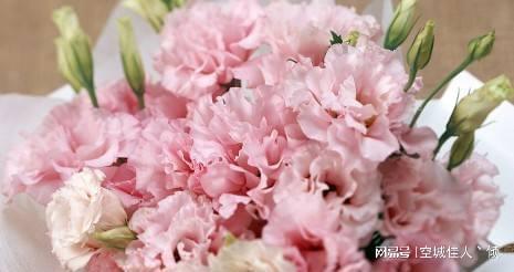  五彩斑斓的康乃馨，各种颜色寓意的探索，康乃馨颜色寓意探索，五彩斑斓的花语世界--第1张