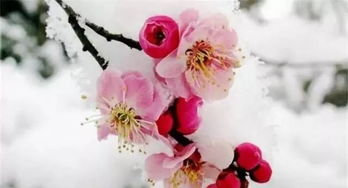  梅花傲骨的唯美句子，梅花傲骨的美丽语句，梅花傲立雪中，展现唯美姿态。--第1张