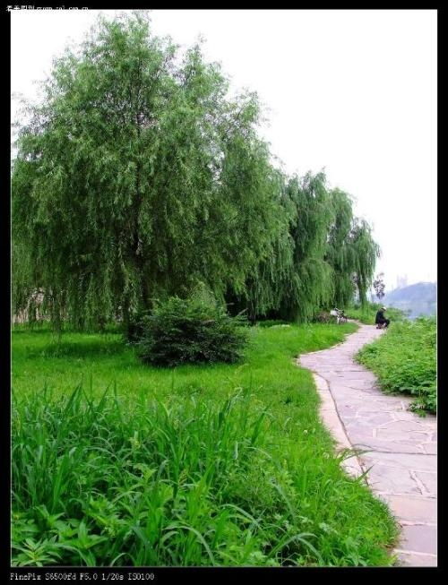  绿化苗木网站，打造绿色生态的桥梁--第1张