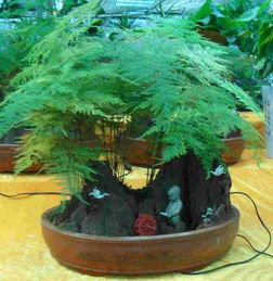  文竹开花结果图片，文竹开花结果的美丽图片，绿意盎然的植物绽放出美丽花朵--第1张