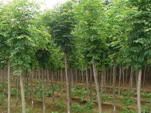  白蜡树苗价格，白蜡树苗价格，白蜡树苗的市场价格及种植前景--第1张