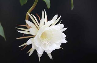  真正的昙花图片，揭示神秘而美丽的生命之花，真正的昙花图片，揭示神秘而美丽的生命之花，展现昙花生命的奇迹和美丽--第1张