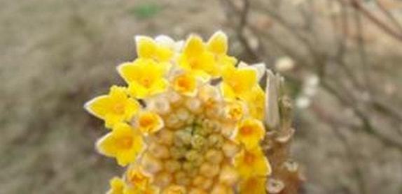  结香花的养护方法--第1张