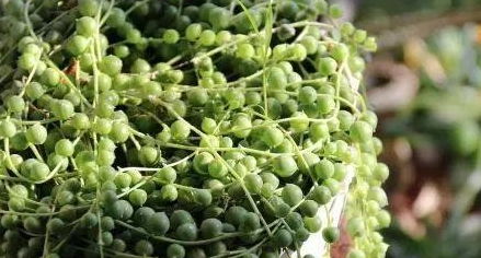  鲜花在哪买——教你如何选购优质鲜花--第1张