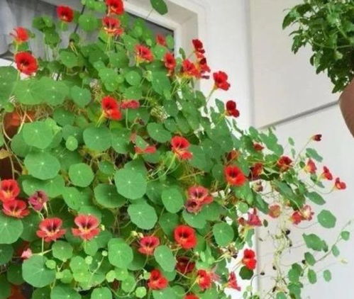  花卉养殖app，轻松掌握花卉养殖技巧，让你的花园更美丽--第1张