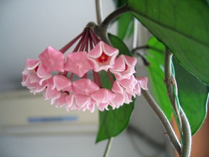  花的种类名称及图片及花语，浪漫之花，玫瑰花的种类名称及图片及花语--第1张