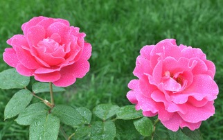  月季花和玫瑰花的区别，月季花与玫瑰花的区别，两者花型、颜色、用途不同，但都代表爱情。--第1张