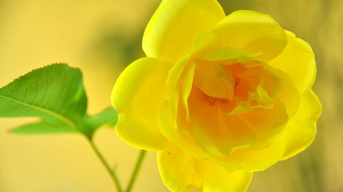 黄玫瑰花语，黄玫瑰的花语，分手、祝福、再见、为爱道歉、等待爱情。--第1张