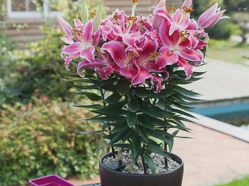  百合花，美丽而优雅的花朵--第1张