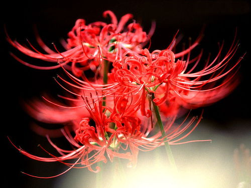  彼岸花的花语与象征，探寻生命之美--第1张