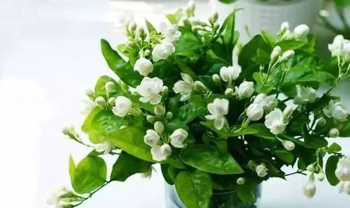  茉莉花冬天怎么养才能安全过冬--第1张