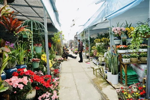  成都三圣乡鲜花批发电话，成都三圣乡鲜花批发电话，提供鲜花批发服务，品种丰富，价格实惠。--第1张
