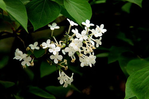  白丁香花，白丁香花，香气袭人、美丽动人的花卉之王--第1张