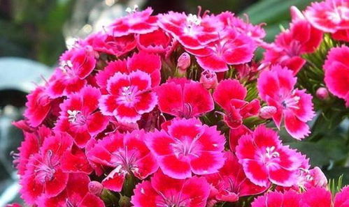  正月开什么花，正月开梅花、水仙花、山茶花、瑞香花等。--第1张
