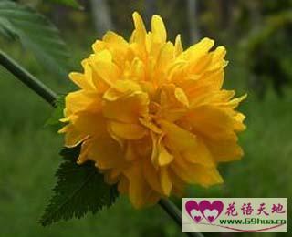  棣棠花简介，棣棠花的特点--第1张