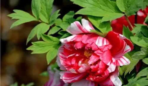  中国国花，中国国花，牡丹花--第1张