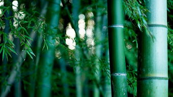 夏威夷竹，热带风情与自然之美的完美结合--第1张