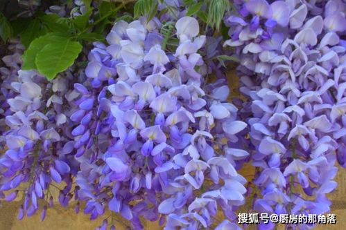  紫藤花能吃吗？一文带你了解食用紫藤花的方法--第1张