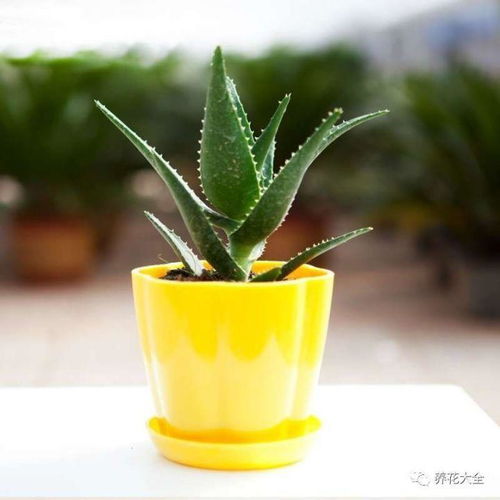  净化空气的植物有哪些--第1张