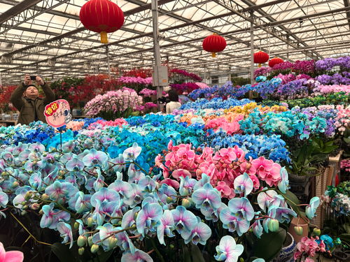  北京高端鲜花市场分析，北京高端鲜花市场趋势分析--第1张