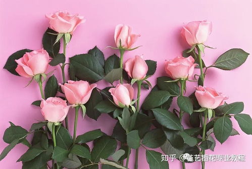  不同颜色的玫瑰花的花语--第1张