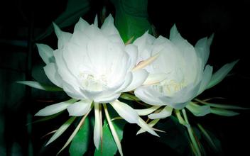  昙花花语，昙花之美，短暂、惊艳与永恒的花语--第1张