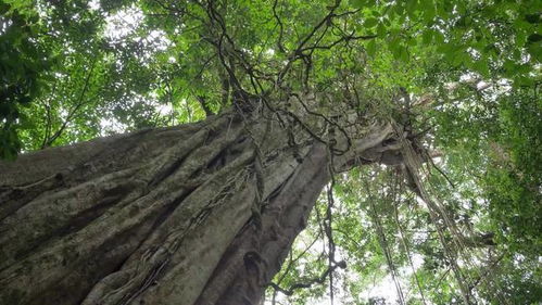  全球100种树木名称及简介--第1张