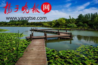  绿化交易平台，打造绿色生态的新桥梁，绿色交易平台，连接绿色生态的新桥梁--第1张
