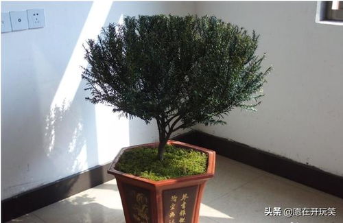  木香花的养殖方法和注意事项--第1张