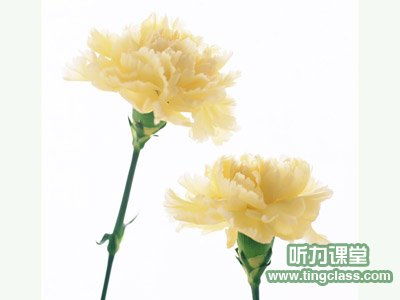  不同颜色康乃馨花语