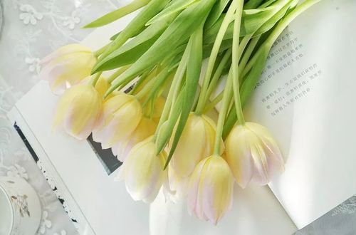  郁金香，花语与寓意的交织，郁金香的花语与寓意的交织--第1张