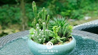  苗青青的花木网，一个充满生机与活力的网络世界，苗青青的花木网，打造充满生机与活力的网络世界--第1张