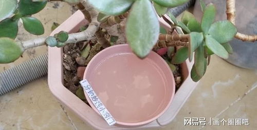  买花种子在哪里买的比较好--第1张