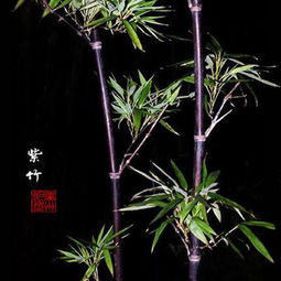  紫竹，自然的瑰宝，生命的象征，生命的象征与自然的瑰宝--第1张