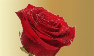  15朵玫瑰的神秘寓意，15朵玫瑰，爱的承诺与浪漫的象征--第1张