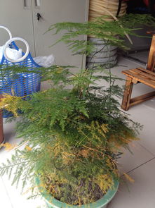  文竹变黄了应该怎么处理，文竹发黄怎么办，对症下药让黄叶的文竹恢复生机--第1张