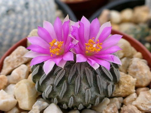  ，仙人球花和昙花的区别--第1张